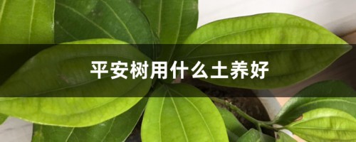 平安树用什么土养好