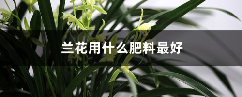 兰花用什么肥料最好