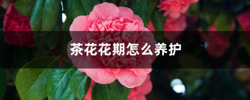 茶花花期怎么养护