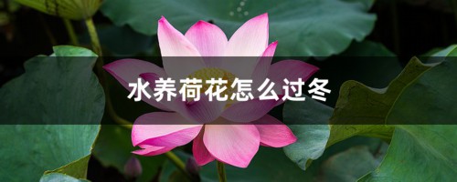 水养荷花怎么过冬，北方可以养荷花吗