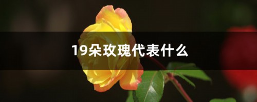 19朵玫瑰代表什么