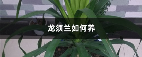 龙须兰如何养