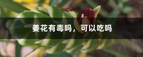 姜花有毒吗，可以吃吗