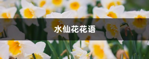 水仙花花语