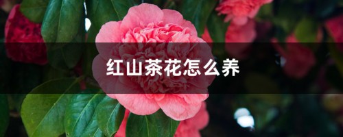 红山茶花怎么养