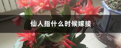 仙人指什么时候嫁接