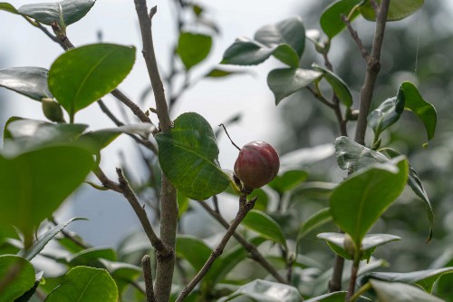 山茶花