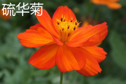 硫华菊