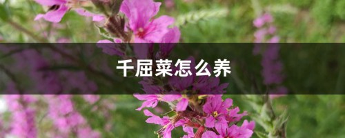 千屈菜怎么养