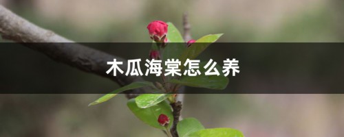 木瓜海棠怎么养