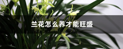 兰花怎么养才能旺盛、枝繁叶茂？