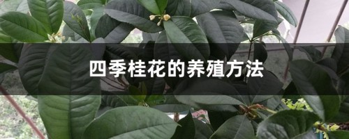 四季桂花的养殖方法