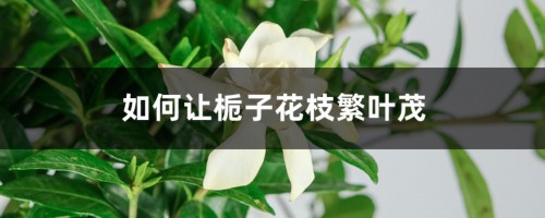 如何让栀子花枝繁叶茂