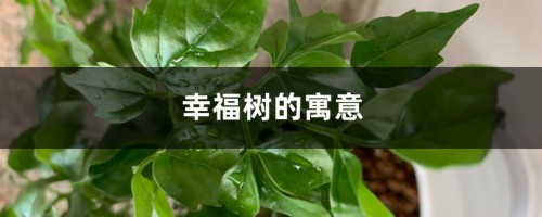 幸福树的寓意是什么