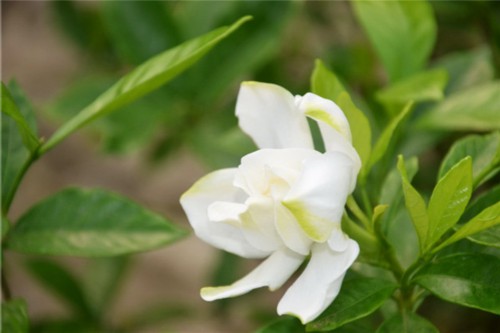 栀子花和茉莉的区别