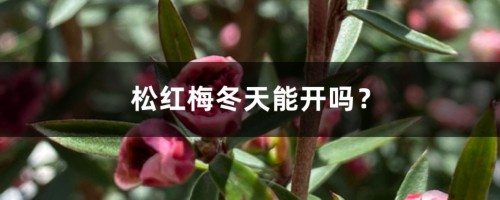 松红梅冬天能开吗？