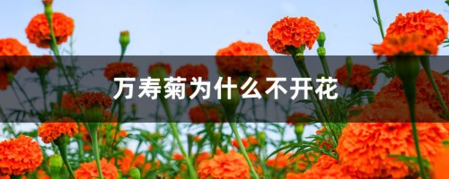 万寿菊为什么不开花