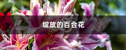 绽放的百合花