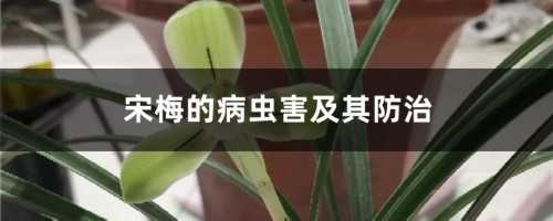 宋梅的病虫害及其防治