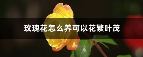 玫瑰花怎么养可以花繁叶茂