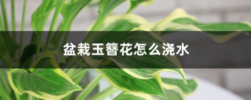 盆栽玉簪花怎么浇水