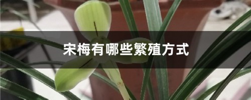 宋梅有哪些繁殖方式