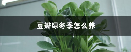 豆瓣绿冬季怎么养