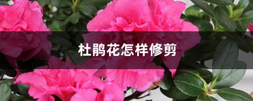 杜鹃花怎样修剪