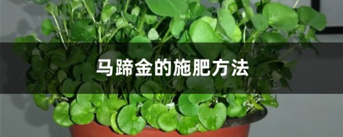 马蹄金的施肥方法