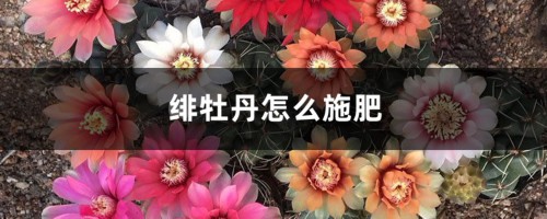 绯牡丹怎么施肥