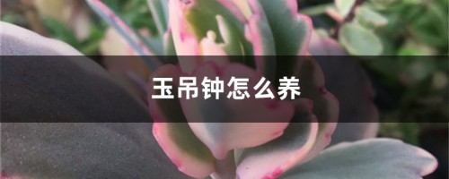 玉吊钟怎么养